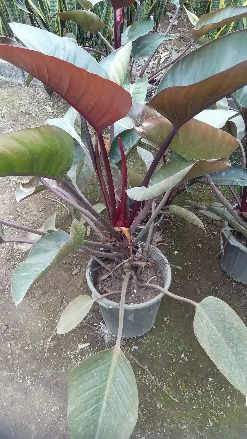 گل فیلودندرون بزرگ|گل و گیاه طبیعی|اطاقور, |دیوار