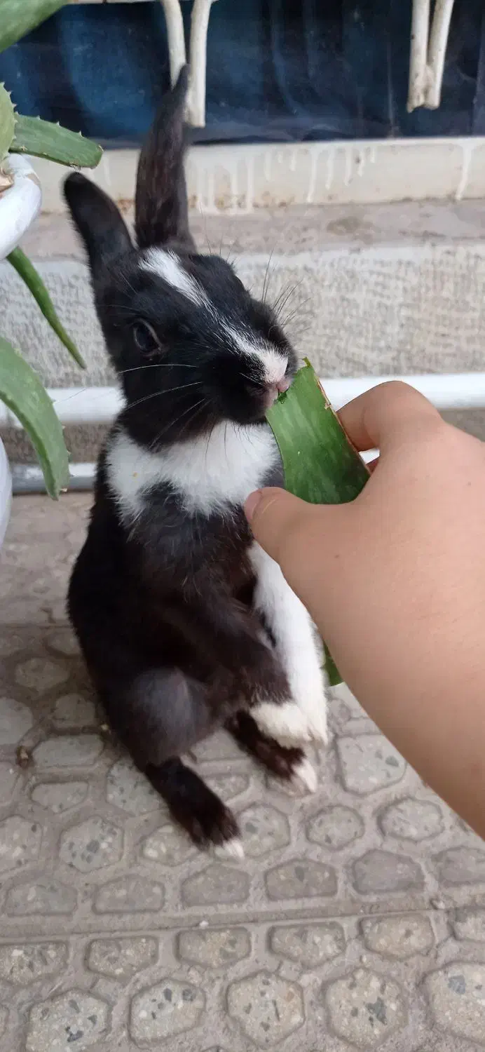 خرگوش|موش و خرگوش|لنجان, |دیوار