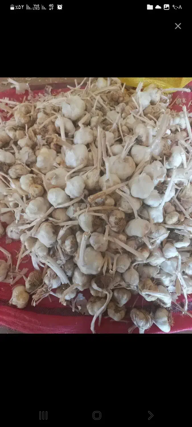 سیر|خوردنی و آشامیدنی|اشترینان, |دیوار