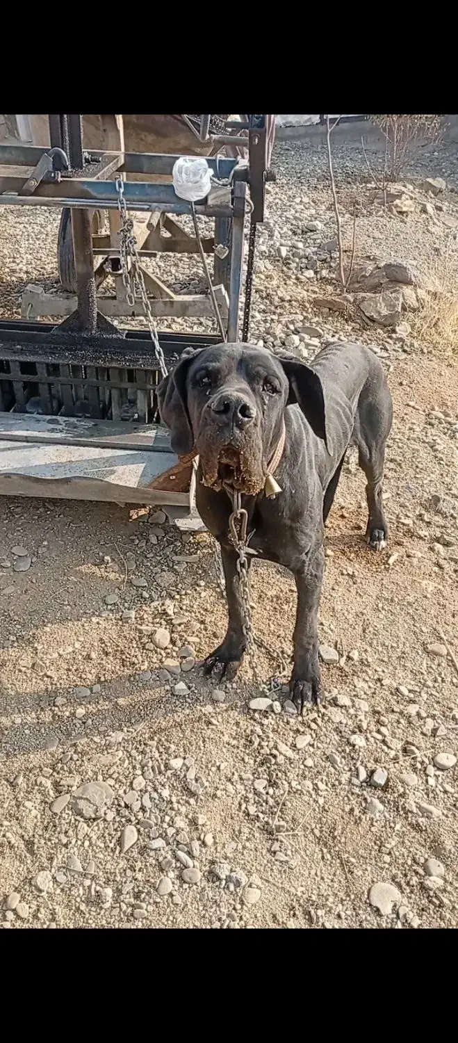 معاوضه فروشی نیست|سگ|بوکان, |دیوار