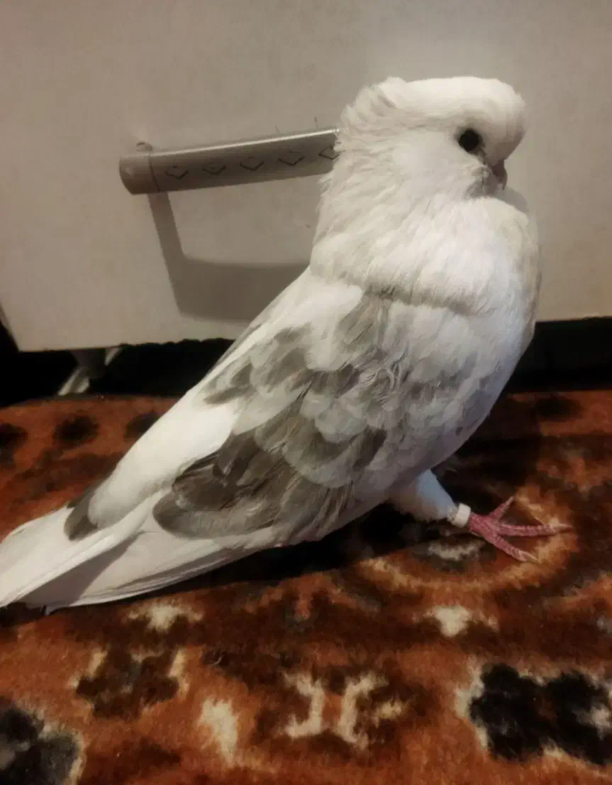 کفتر نوک قنار|پرنده|گلستان (تهران), |دیوار