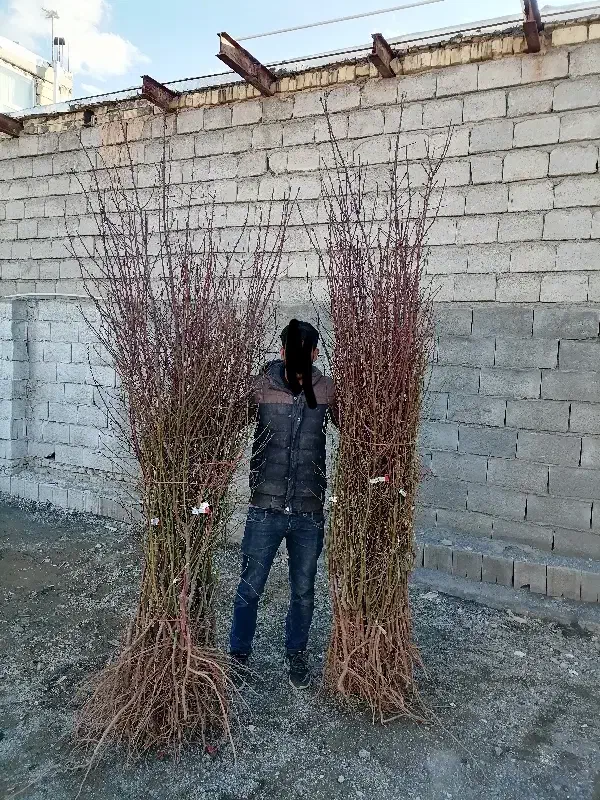 نهالکده نوین رویش نهالستان|خدمات باغبانی و درختکاری|یاسوج, |دیوار