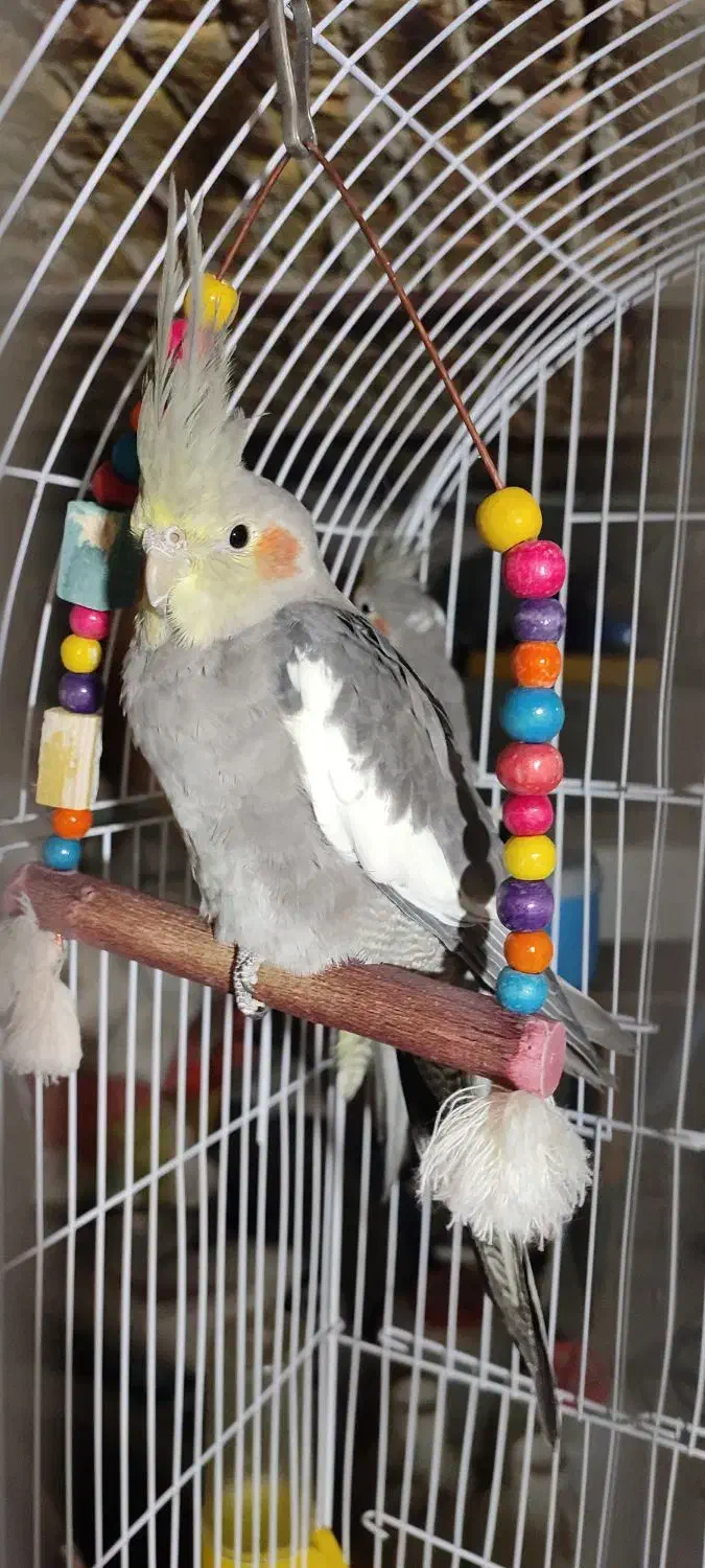 عروس هلندی|پرنده|شیروان (خراسان), |دیوار