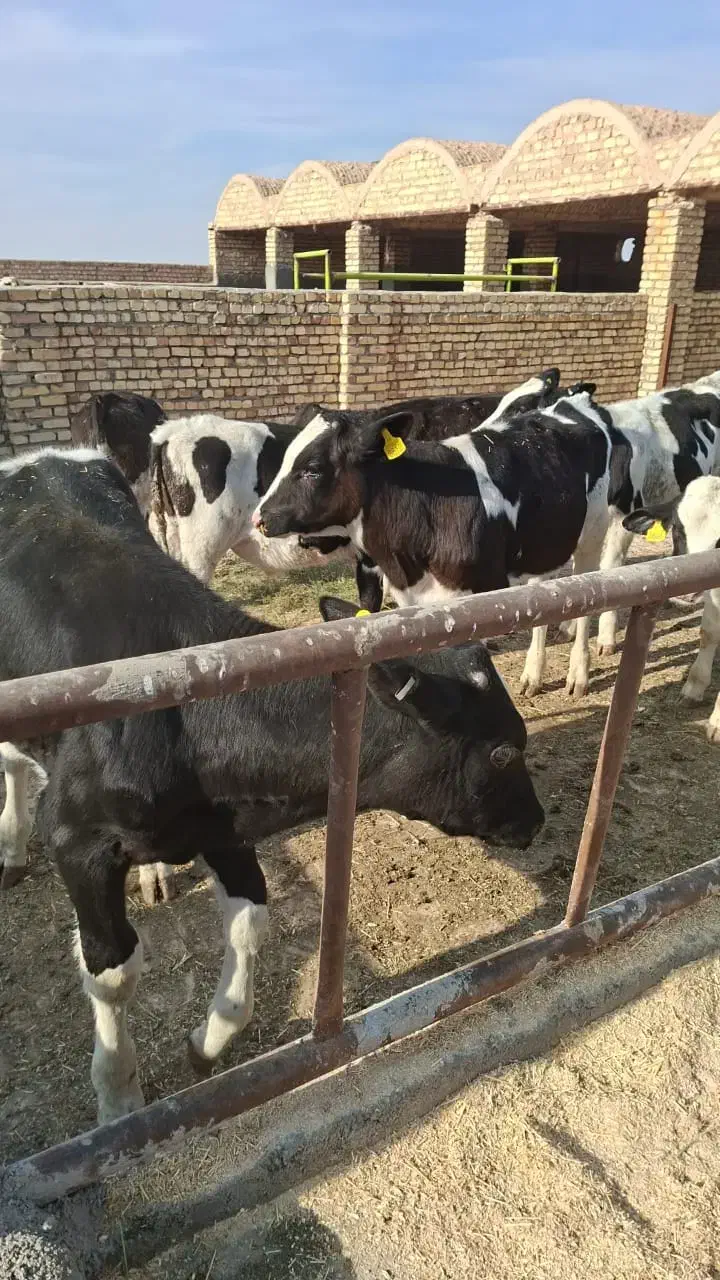 گوساله نر صنعتی|حیوانات مزرعه|جعفرآباد, |دیوار