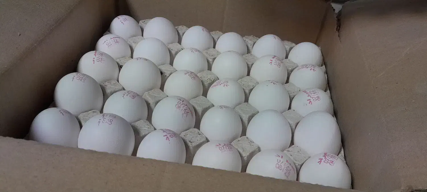 پخش تخم مرغ زرده طلایی (مستقیم از مرغداری)|خوردنی و آشامیدنی|اندیشه, اندیشه فاز ۲|دیوار