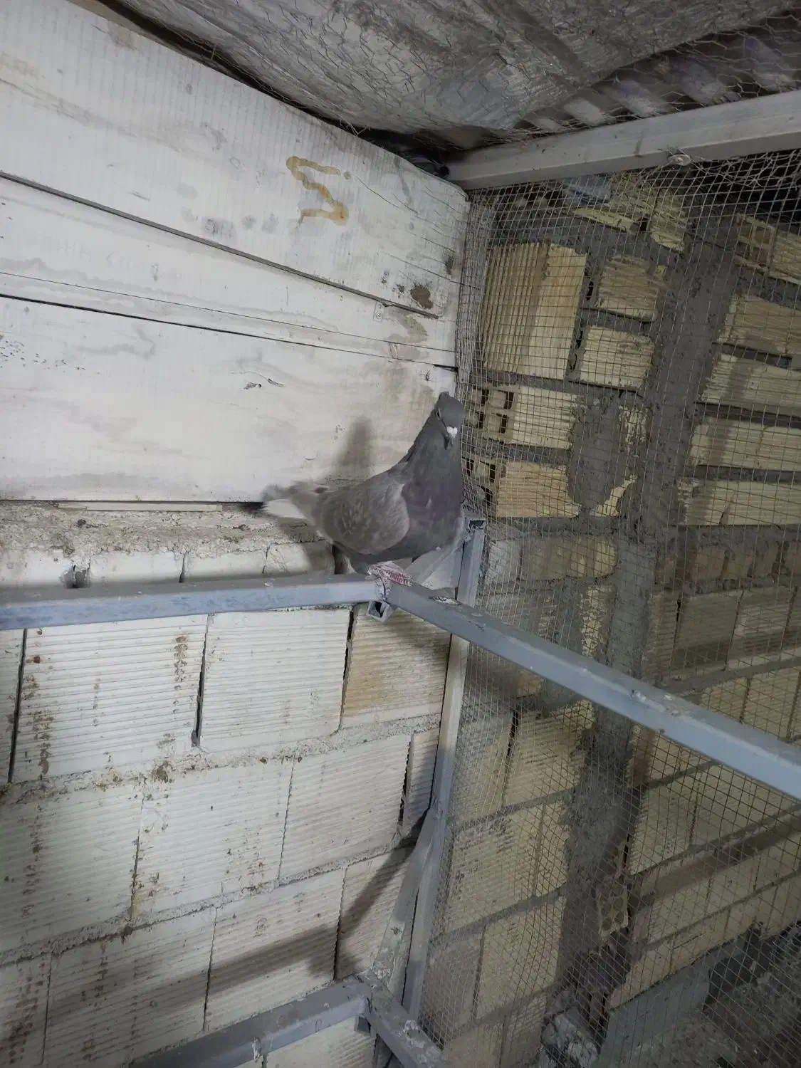 ماده دم سفید و دوکت سرور|پرنده|خمینیشهر, |دیوار