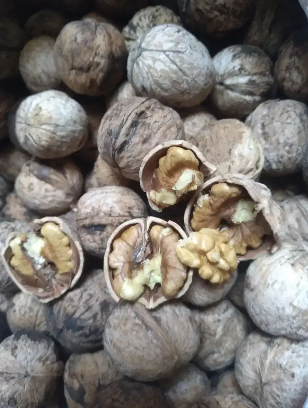 خشکبار|خوردنی و آشامیدنی|پاپی, |دیوار