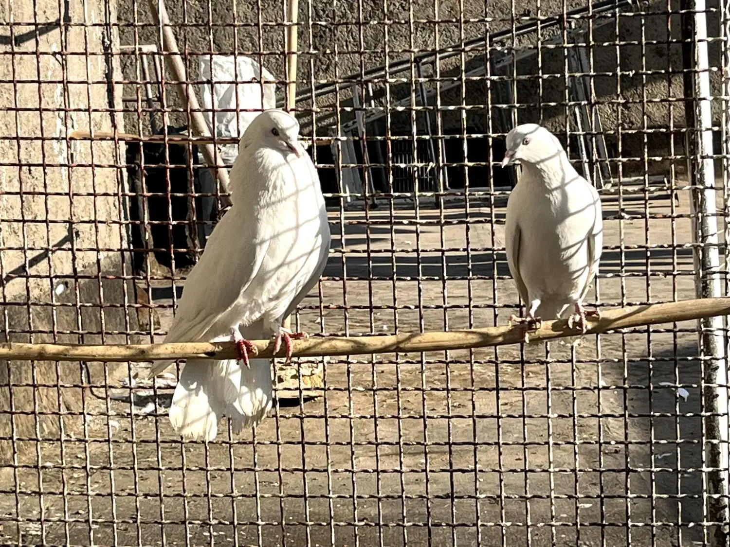 نرماده سفید چش نوک سفید|پرنده|ساوه, |دیوار