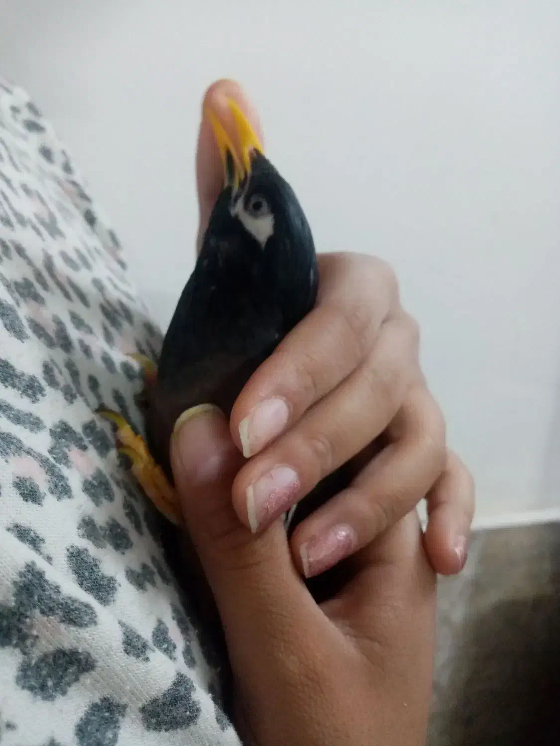 مینا سخنگو 2 ساله|پرنده|مشهد, خواجه ربیع|دیوار