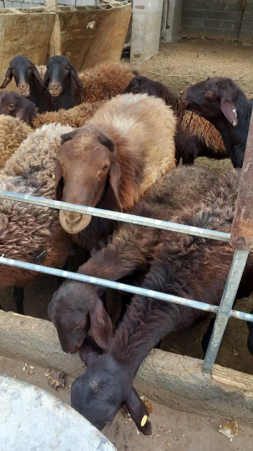 قوچ همو|حیوانات مزرعه|کویرات, |دیوار