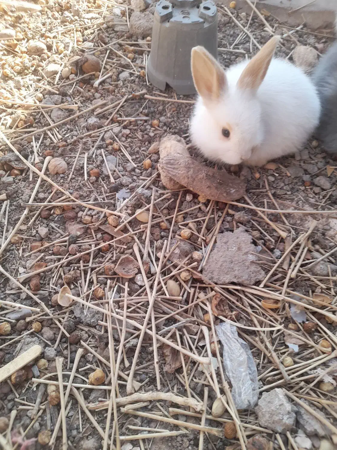 بچه خرگوش لپ|موش و خرگوش|رفسنجان, |دیوار