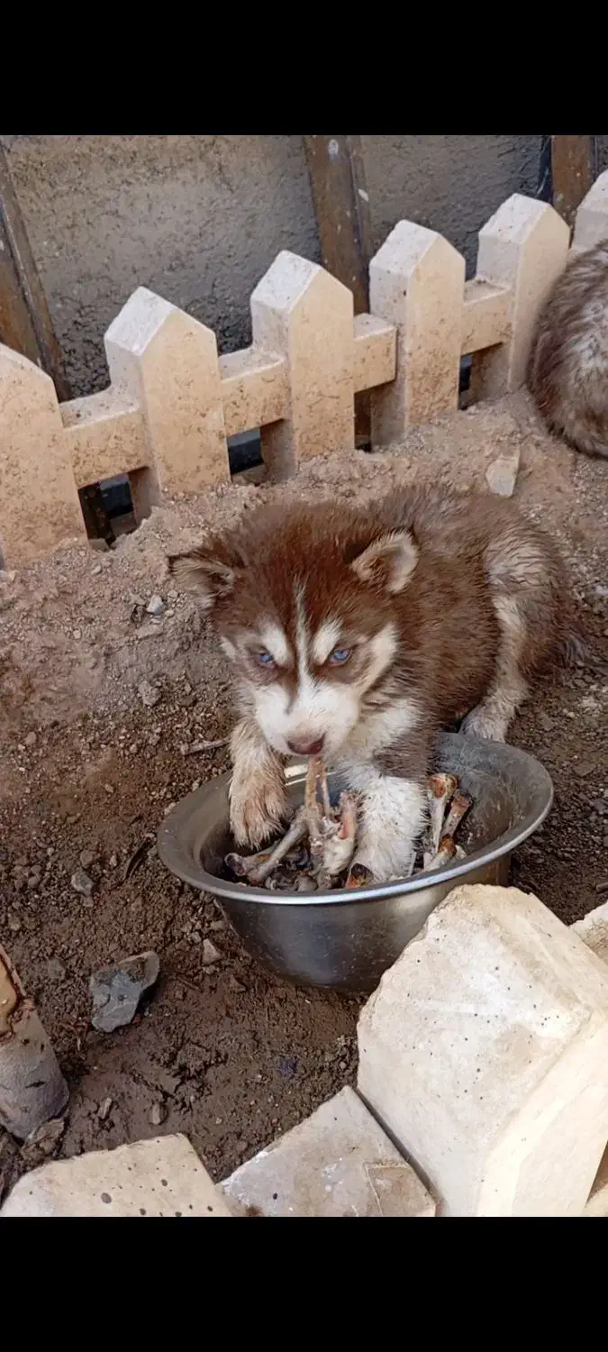 شاه توله|سگ|تهران, شهرک محلاتی|دیوار