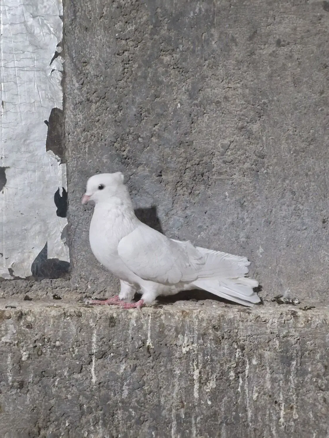 کفتر|پرنده|اردکان, |دیوار