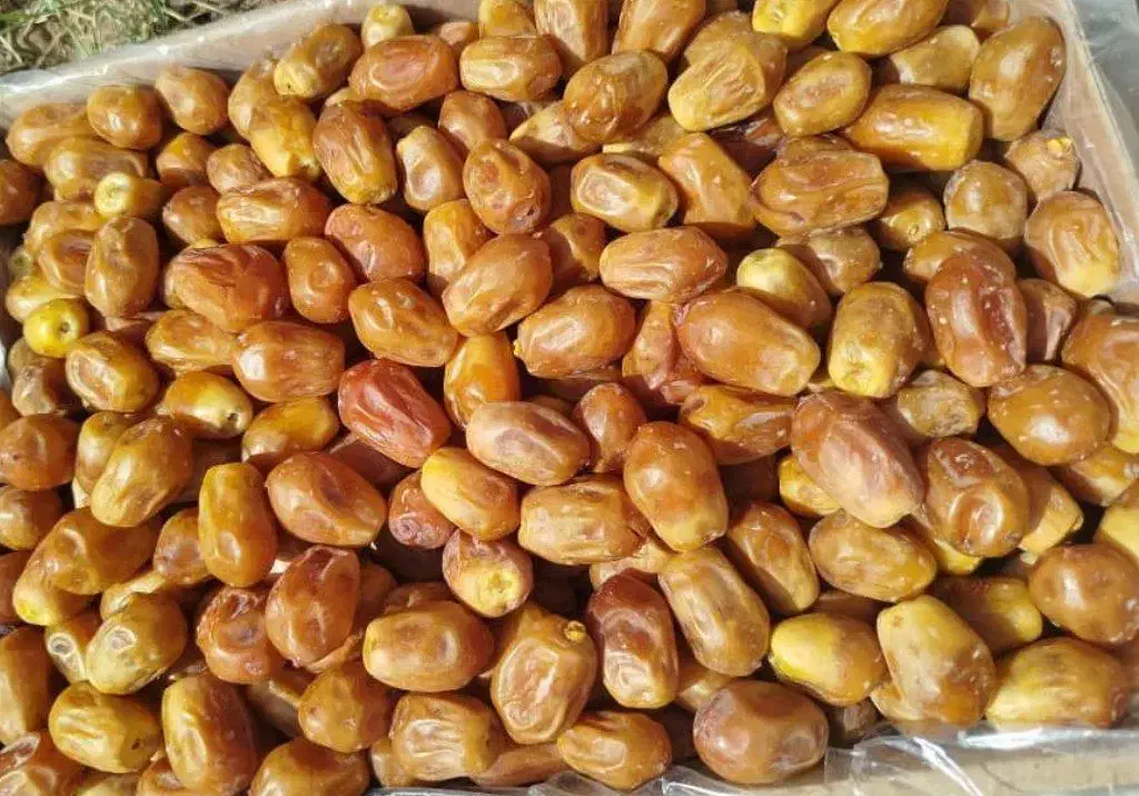 خرما زاهدی.خرما کبکاب|خوردنی و آشامیدنی|پاکدشت, پاکدشت (مامازند)|دیوار