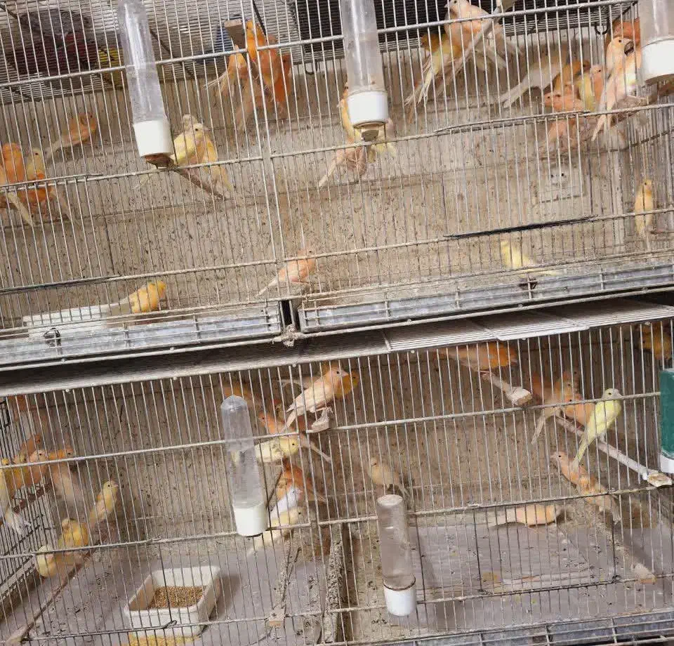 قناری|پرنده|قم, کلهری|دیوار