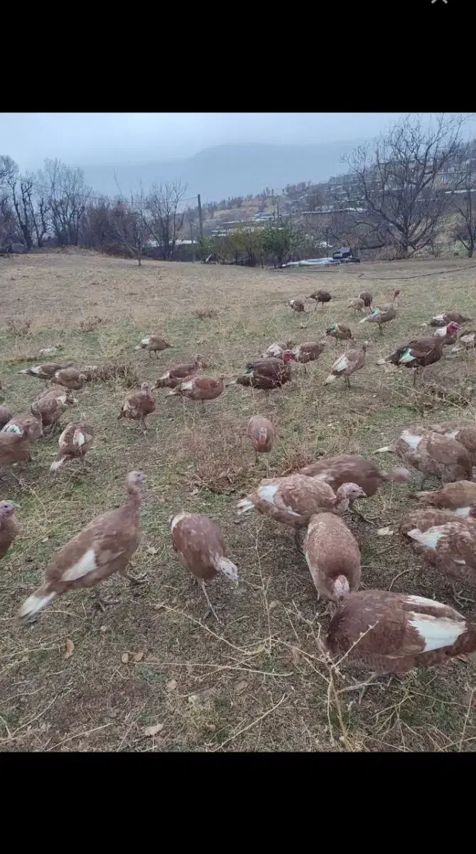 بوقلمون برنز و بوربون محلی|حیوانات مزرعه|قروه, |دیوار