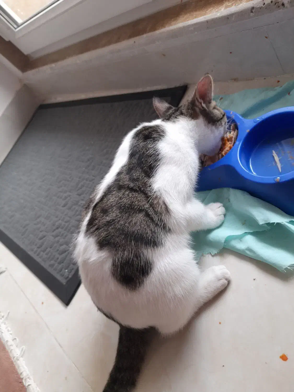 گربه گمشده دراطراف شمام توروخدا دیدینش اطلاع بدید|گربه|رستمآباد, |دیوار