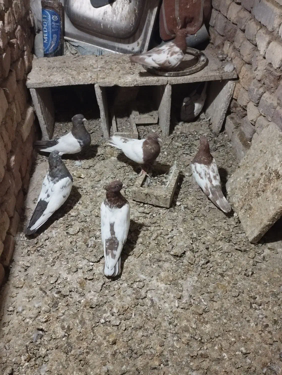 سرته ای هفتا|پرنده|ملایر, |دیوار