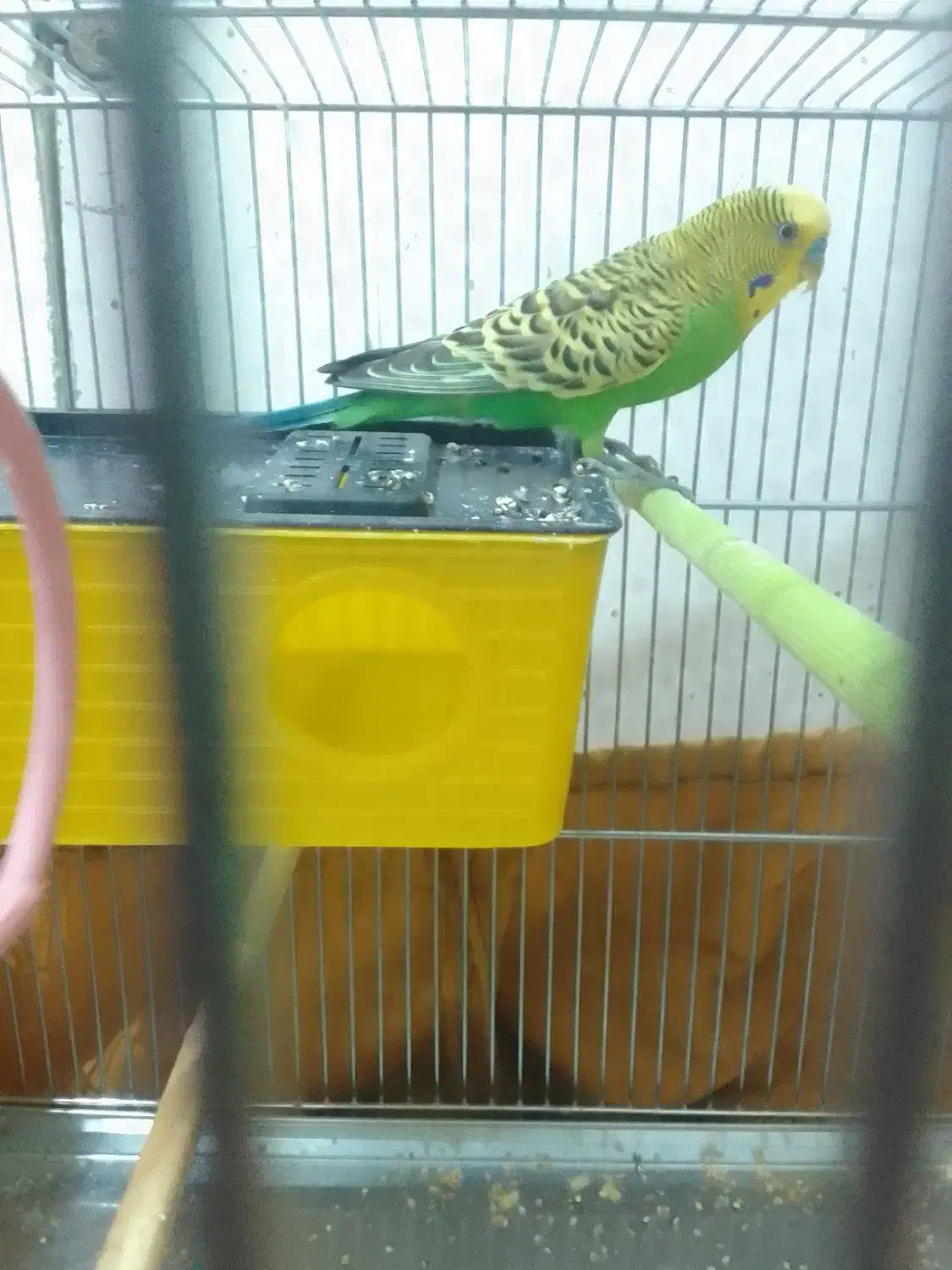 مرغ عشق نر|پرنده|کرمانشاه, |دیوار