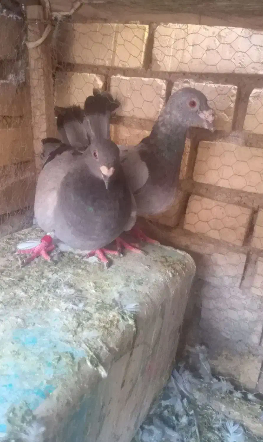 جفت دوخط|پرنده|فردوس (خراسان), |دیوار