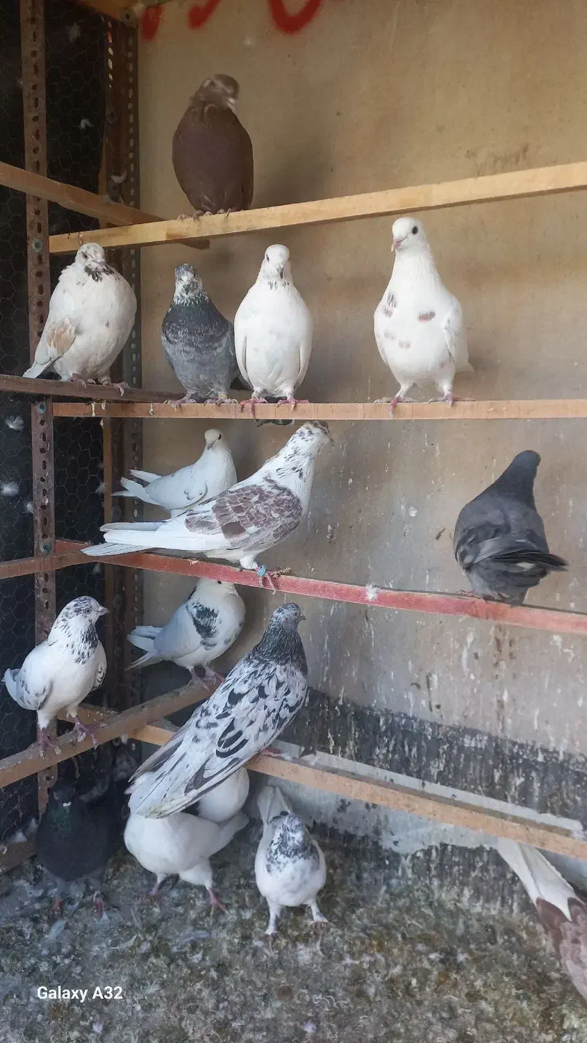 چاقو کفتری|ابزارآلات|قم, انسجام|دیوار