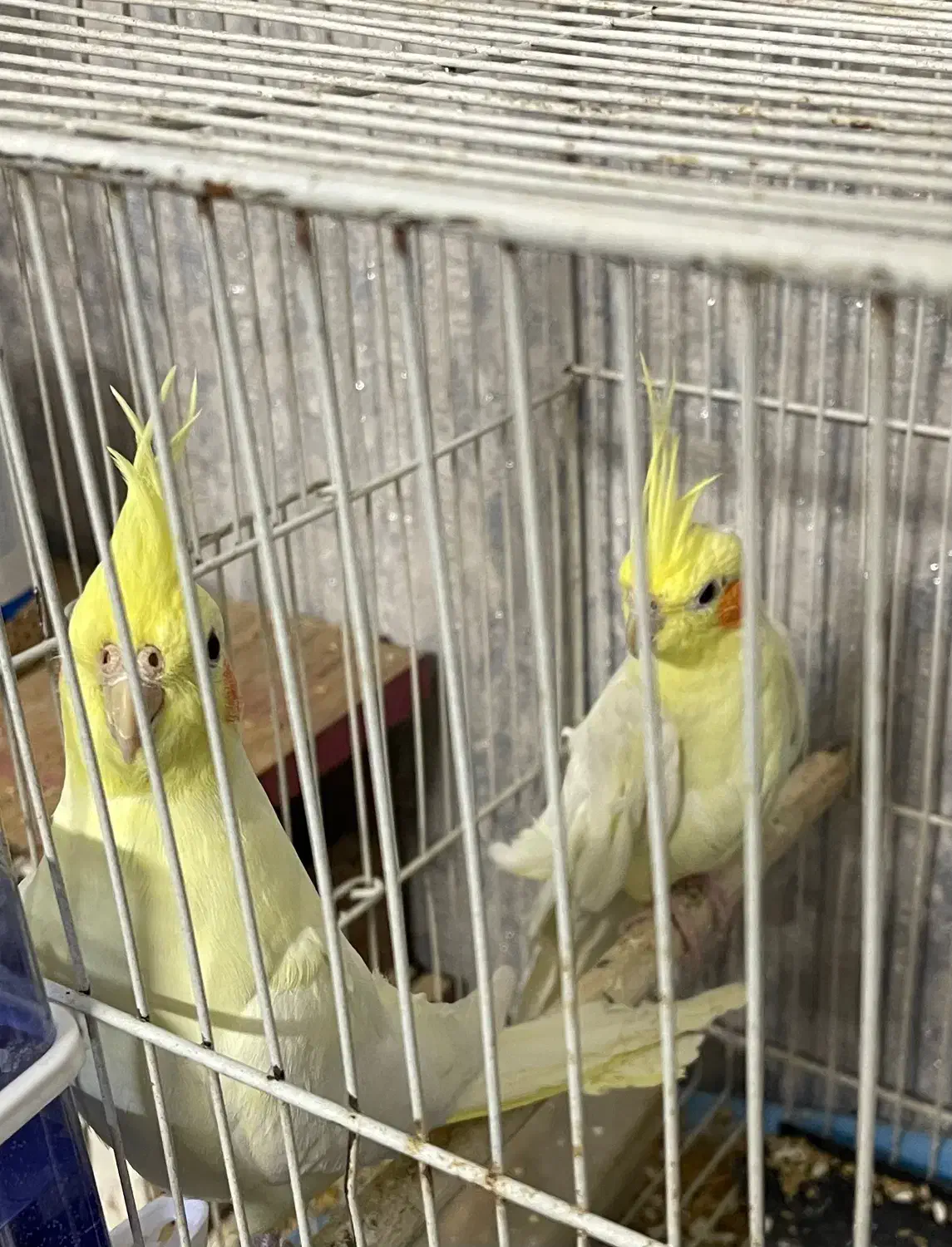 عروس هلندی نر و ماده|پرنده|مشهد, شهید هاشمی نژاد|دیوار