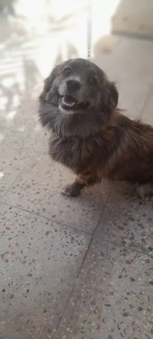 سگ.|سگ|مرودشت, ابوذر شمالی‎|دیوار