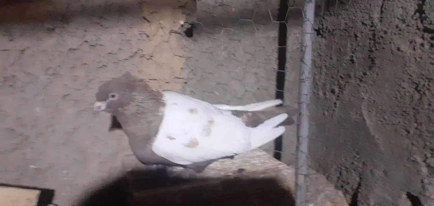 کبوترهمه چی تمام سرکله دار|پرنده|بسطام, |دیوار