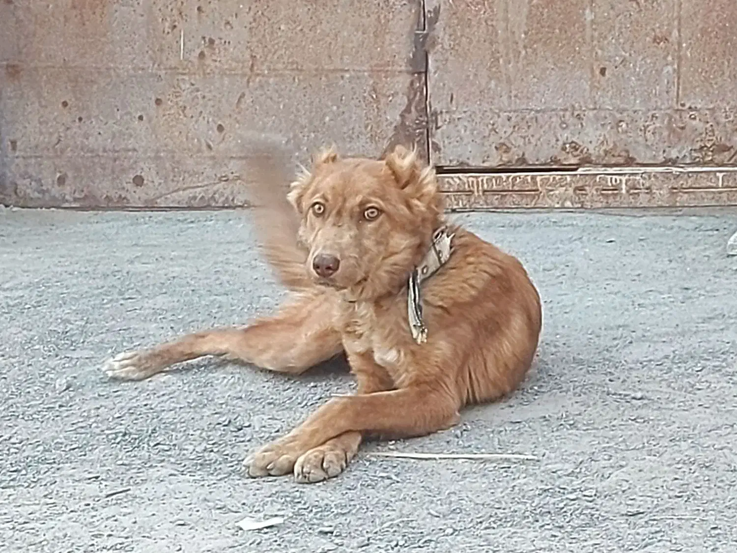 سگ سراب|سگ|زابل, |دیوار