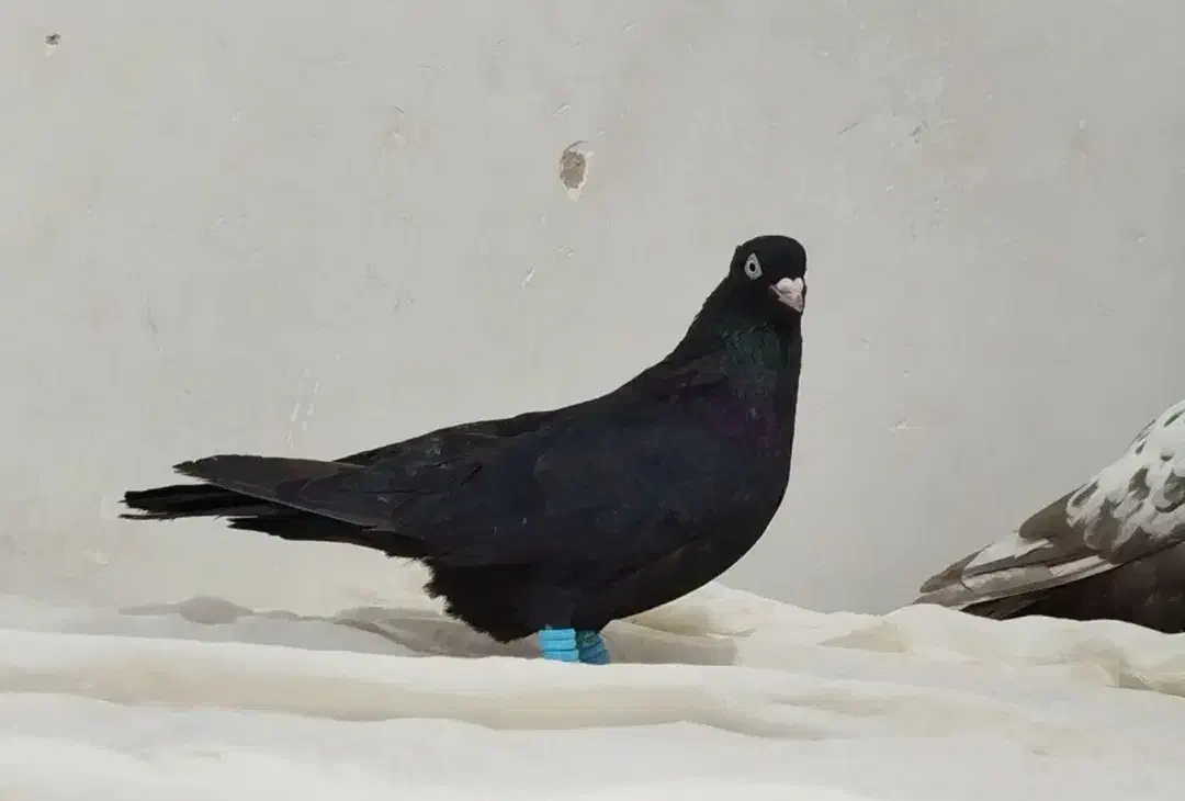 کبوتر|پرنده|سنندج, |دیوار