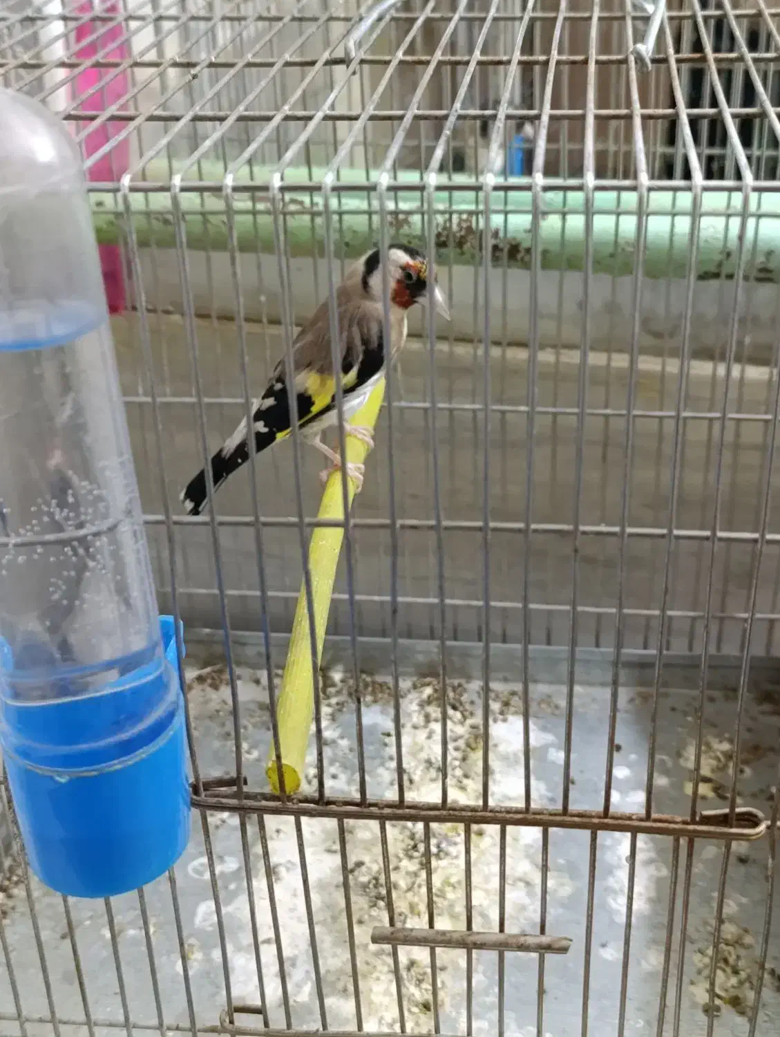 سهره جوجه قفس|پرنده|بروجرد, |دیوار