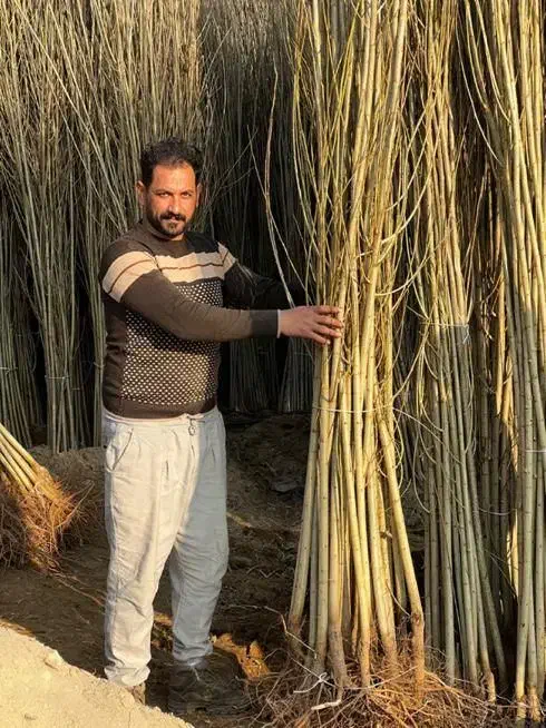 نهال صنوبر نهالی با درآمد میلیاردی|خدمات باغبانی و درختکاری|مشگین شهر, |دیوار