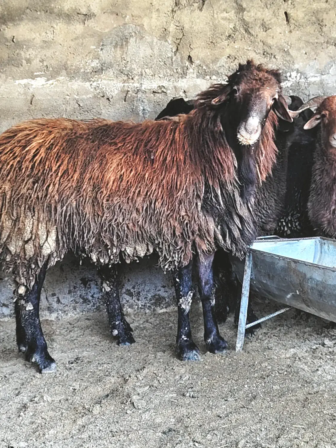 گوسفند پرورش نر تخمی|حیوانات مزرعه|بابل, |دیوار