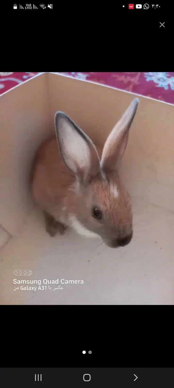 ۱ عدد خرگوش|موش و خرگوش|امیدیه, |دیوار