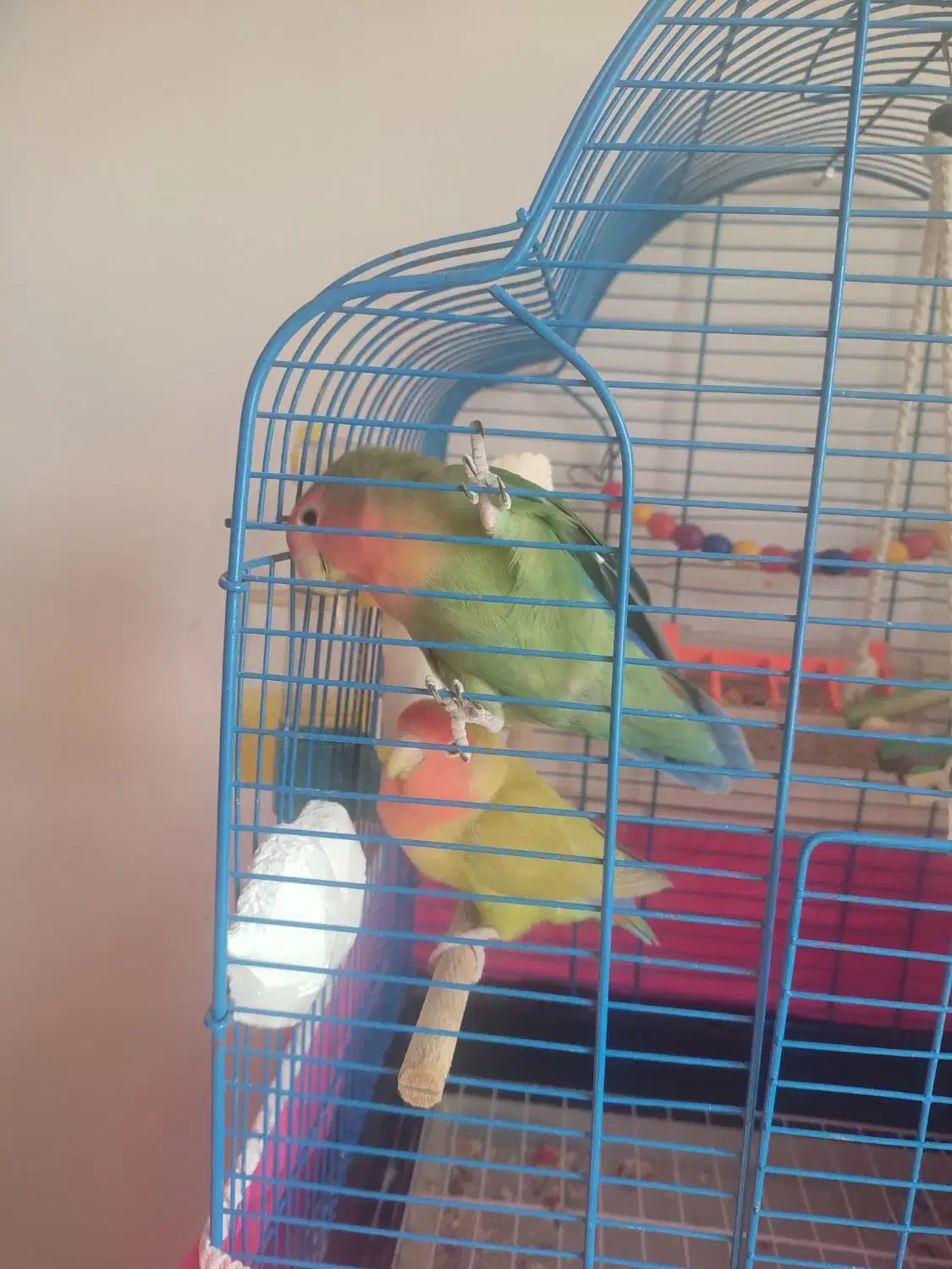 طوطی برزیلی|پرنده|ماهدشت, |دیوار