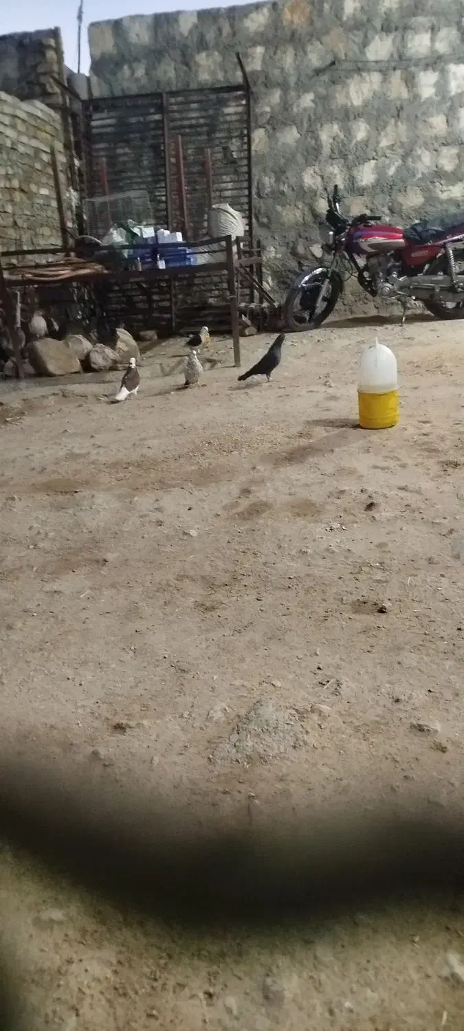 کبوتر هفت رنگ   کبوتر پیس|پرنده|پلدختر, |دیوار