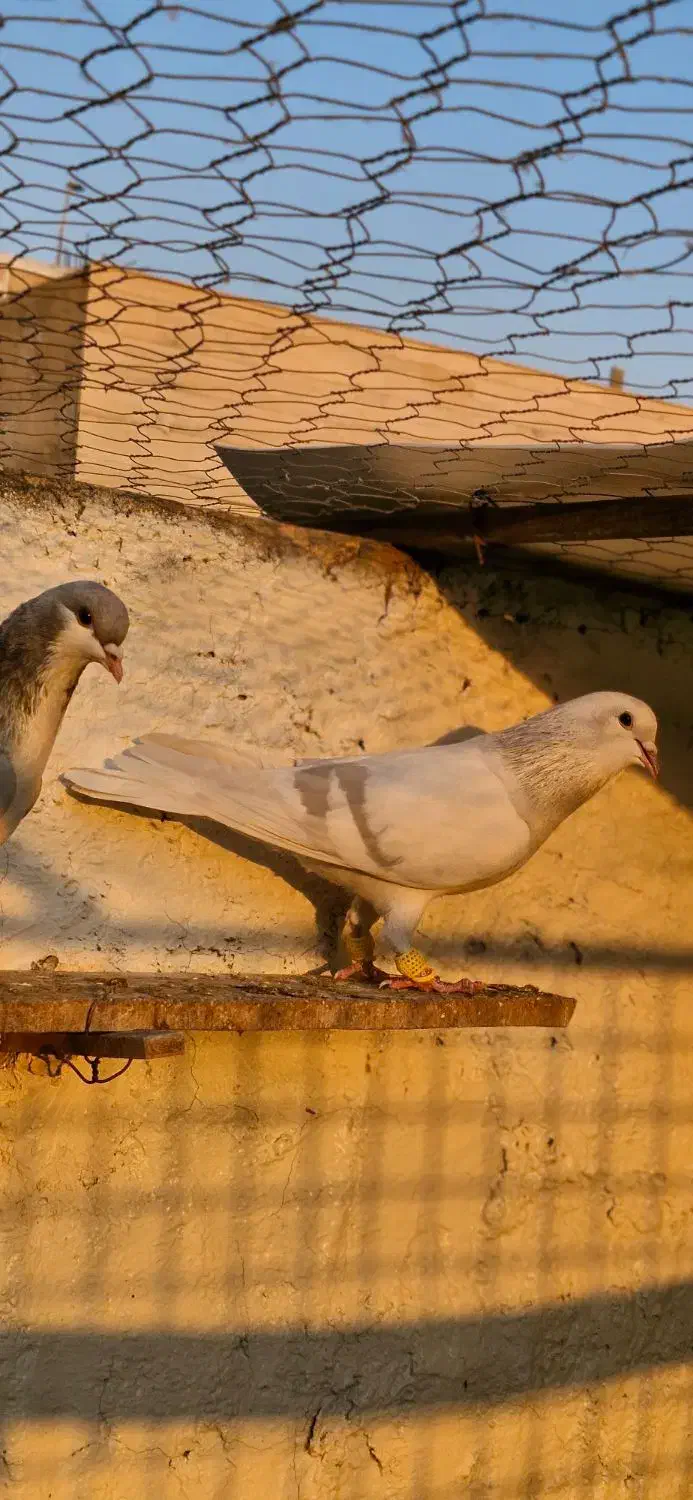 کبوتر بدرنگ  نر وماده|پرنده|اقبالیه, |دیوار