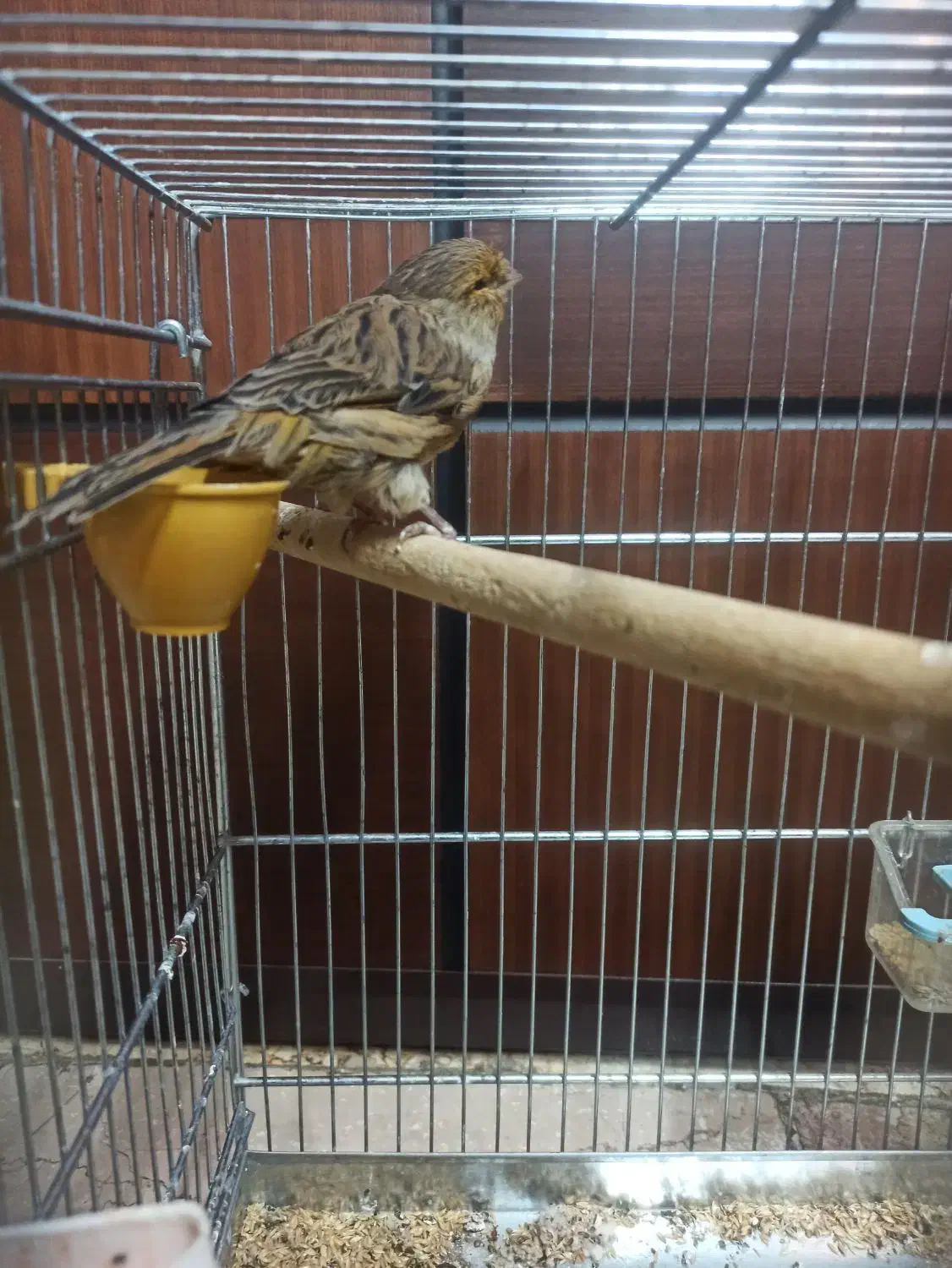 قناری کرست ماده|پرنده|اصفهان, کشاورزی|دیوار