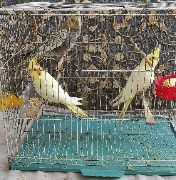 جوجه دانخور2ماهه عروس هلندی شاه تخم سالم و سرحال|پرنده|اسلامآباد غرب, |دیوار