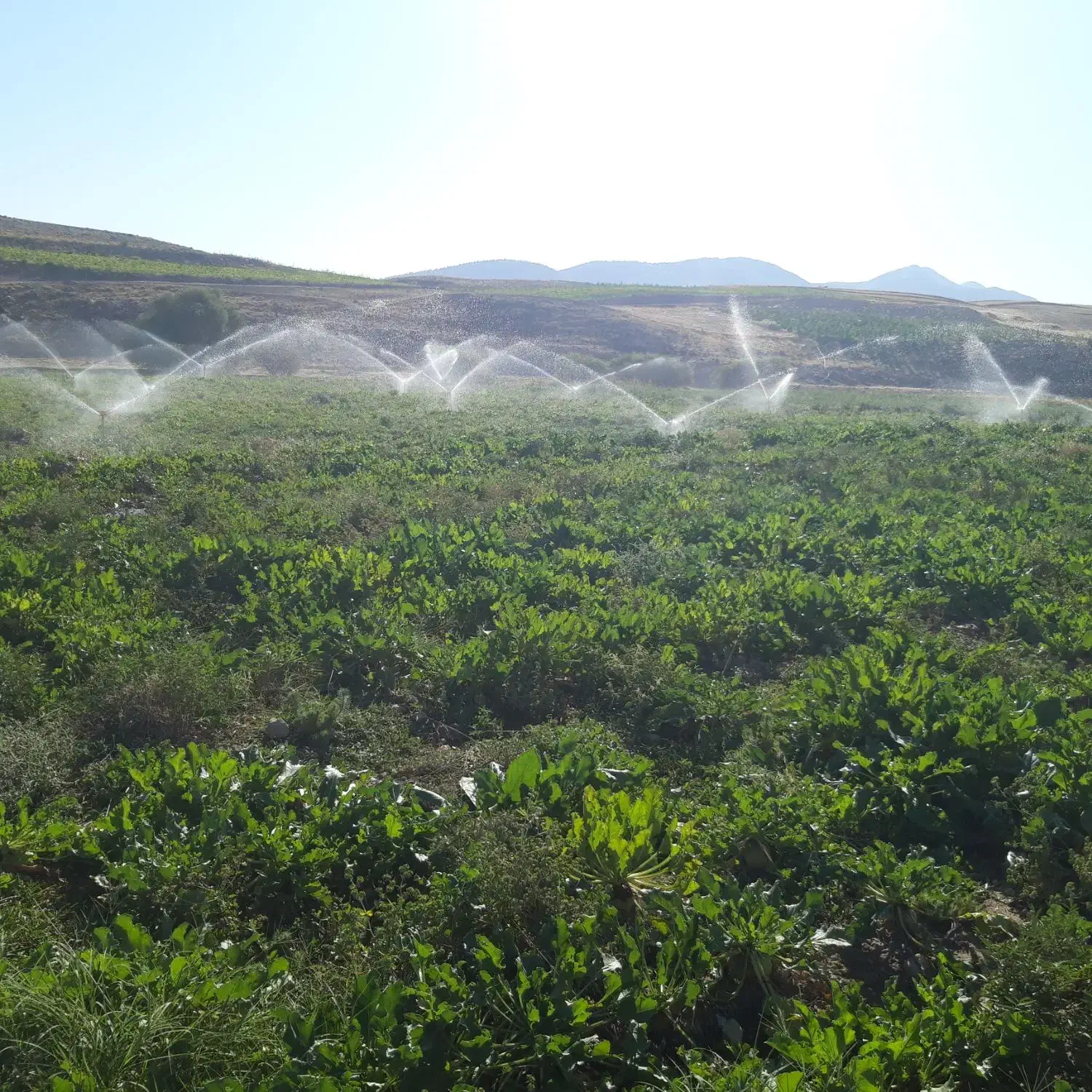 فروش چغندر قند با عیار بالا|خوردنی و آشامیدنی|حمیل, |دیوار