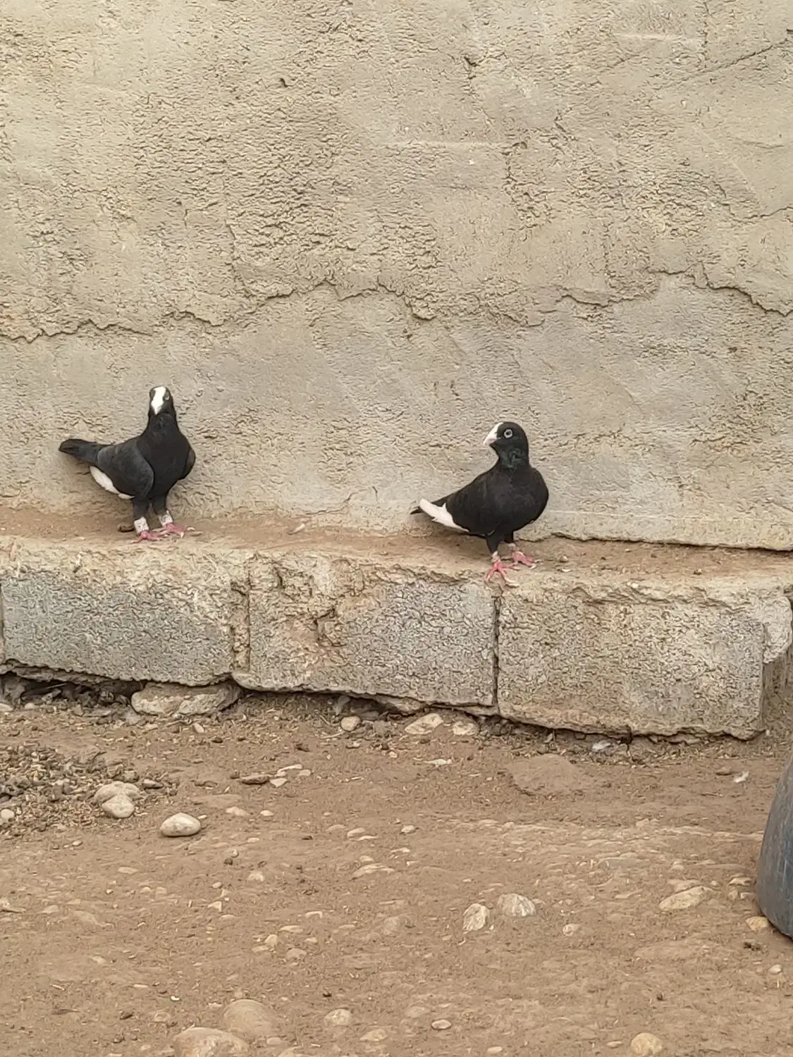 کبوتر حبشی|پرنده|بهبهان, |دیوار