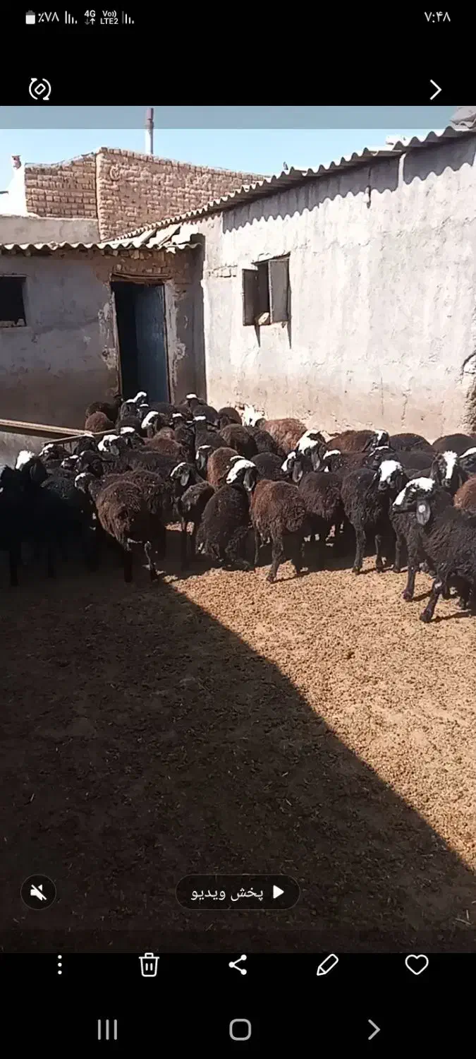 فروش میش وبره ماده ونر|حیوانات مزرعه|ساوه, |دیوار