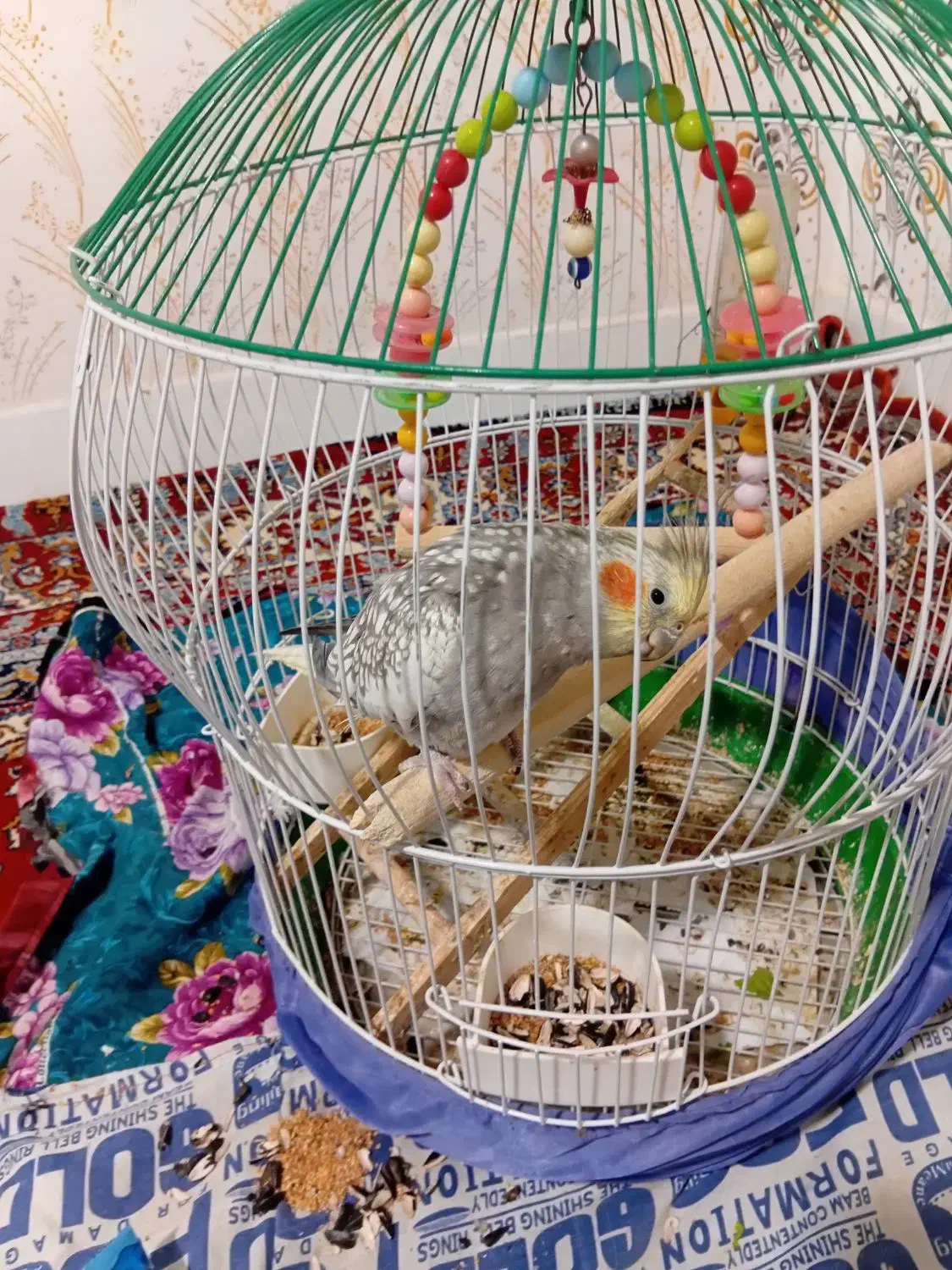 عروس هلندی|پرنده|مشگین شهر, |دیوار