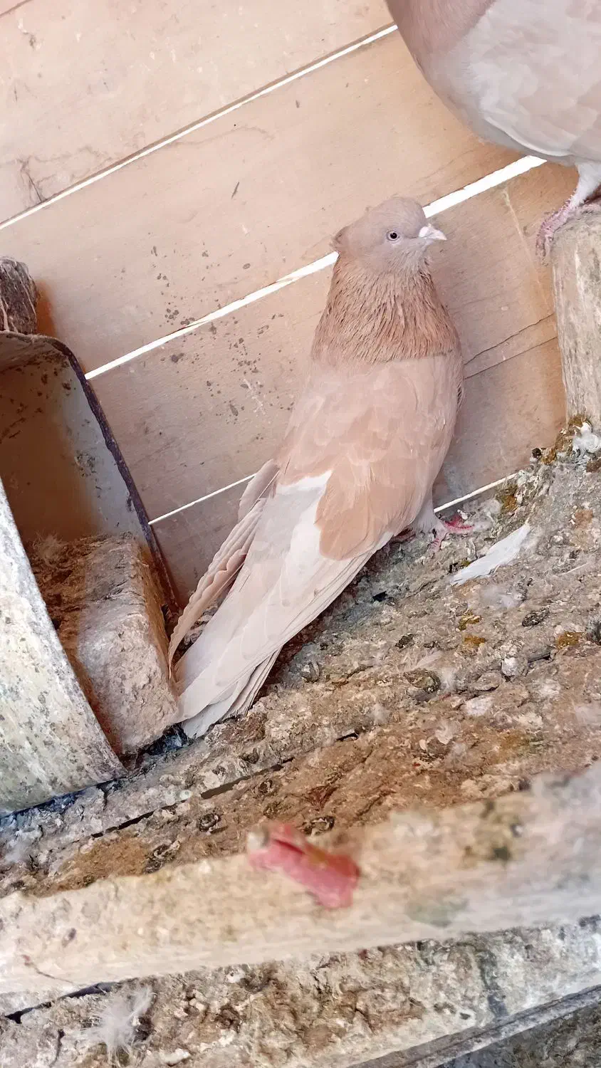 جفت زرد|پرنده|تبریز, |دیوار