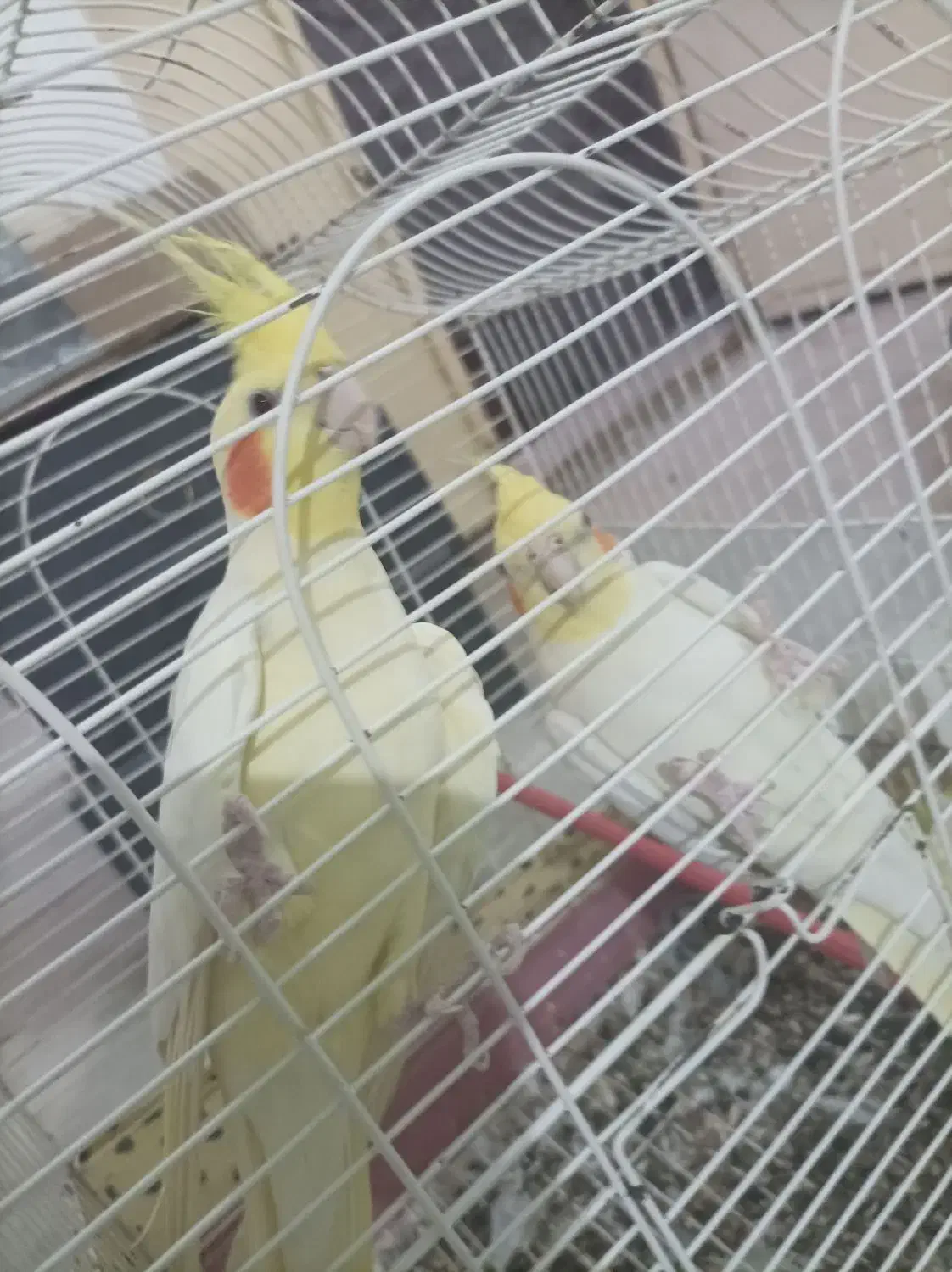 فروش عروس هلندی|پرنده|برازجان, |دیوار