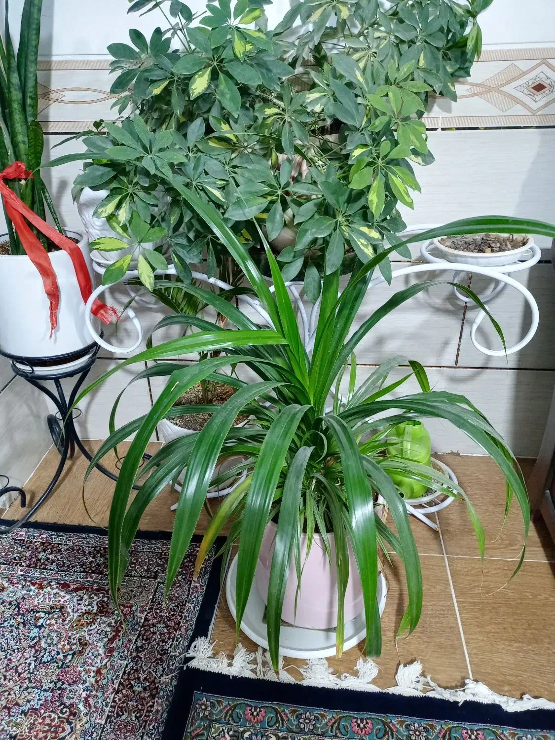 سه عدد گل زیبا وبزرگ شفلرا پاندوس سانسواریا|گل و گیاه طبیعی|کرمان, |دیوار