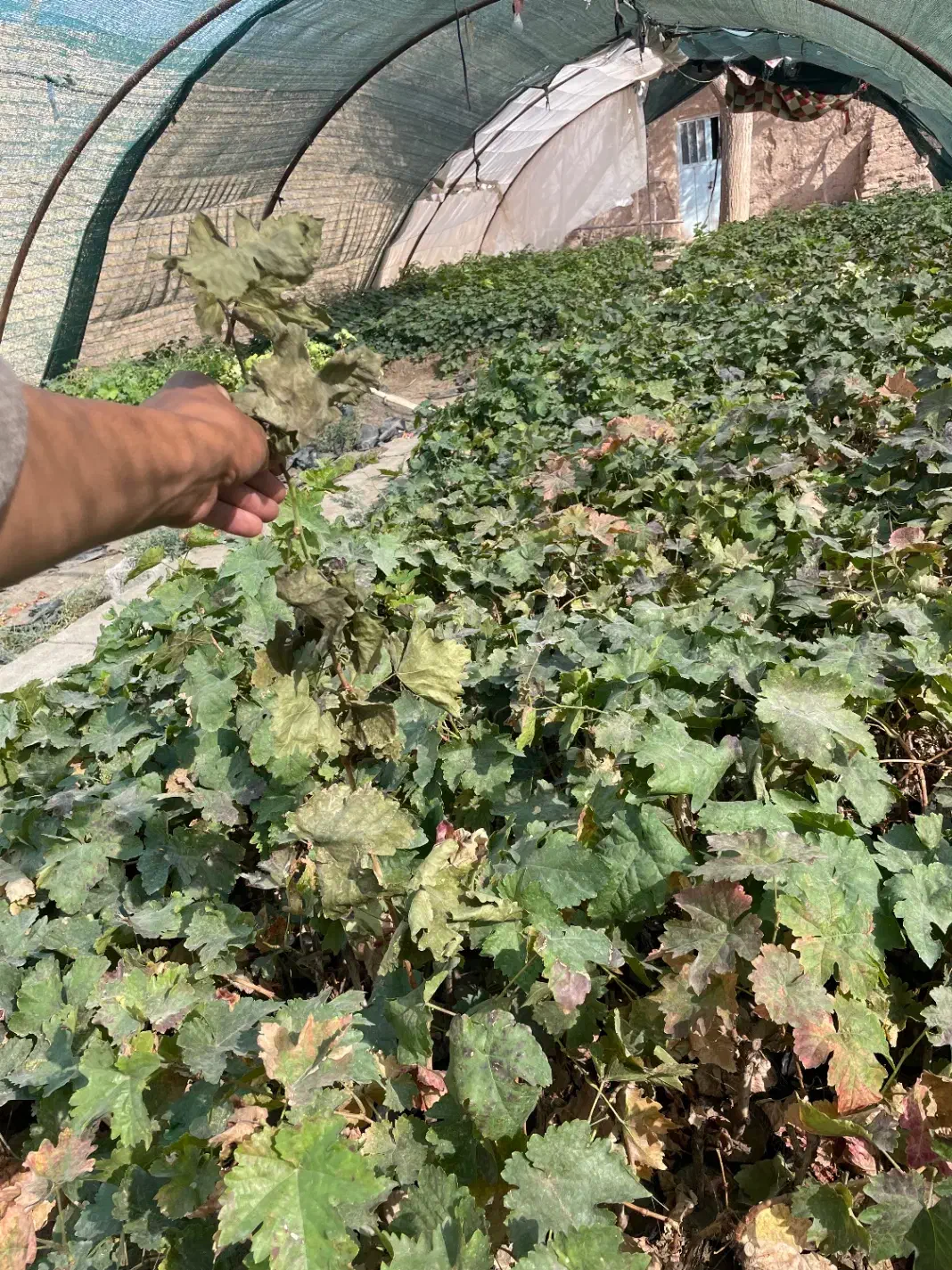 نهال انگوردوساله|خدمات باغبانی و درختکاری|زابل, |دیوار