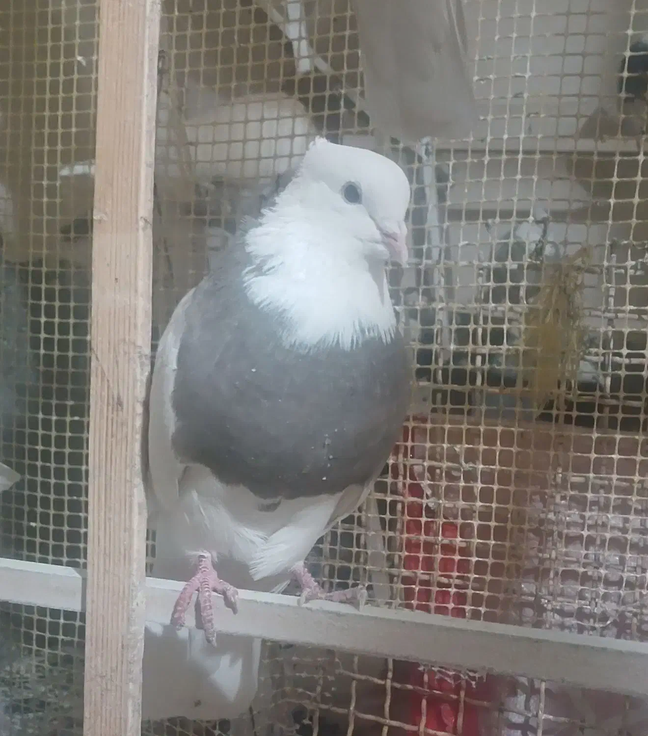 تعدادی‌طوقی|پرنده|بیجار, |دیوار