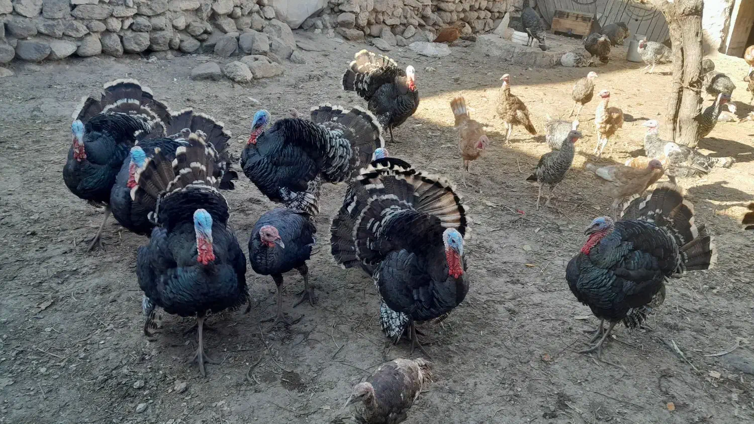 بوقلمون|حیوانات مزرعه|مشگین شهر, |دیوار