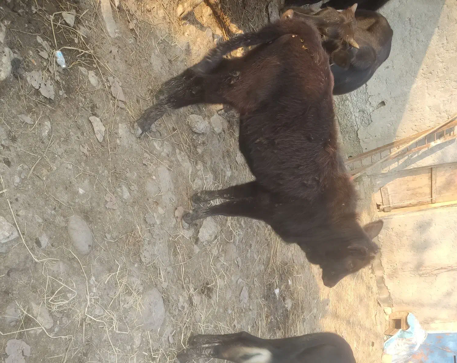 گاو لیشه آرام غذا خور|حیوانات مزرعه|رضوانشهر, |دیوار